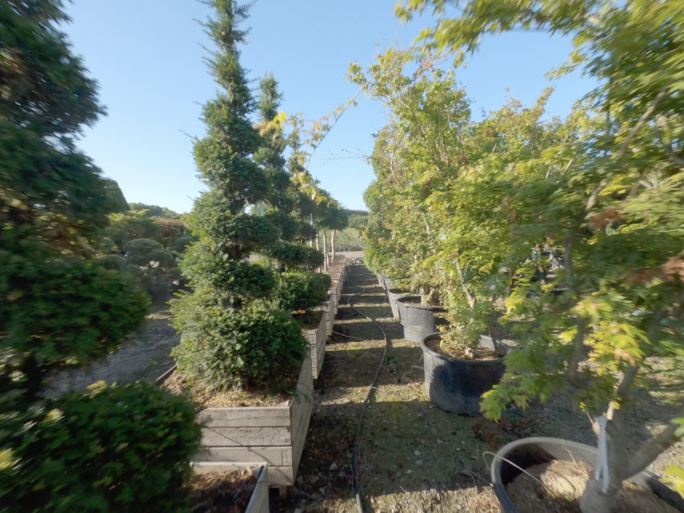 Arbor boomkwekerij op de site