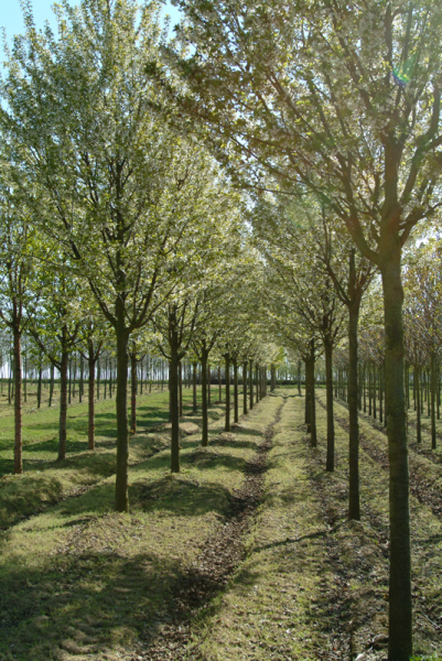 Arbor pépinières